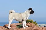 AKITA AMERICAIN 180